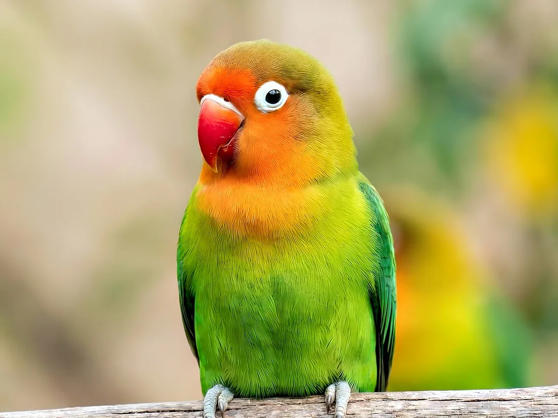 Agapornis-de-Fischer verde, visto de lado, com cabeça e peito alaranjados, bico vermelho e anel branco em volta do olho, pousado num galho de madeira, com o fundo desfocado