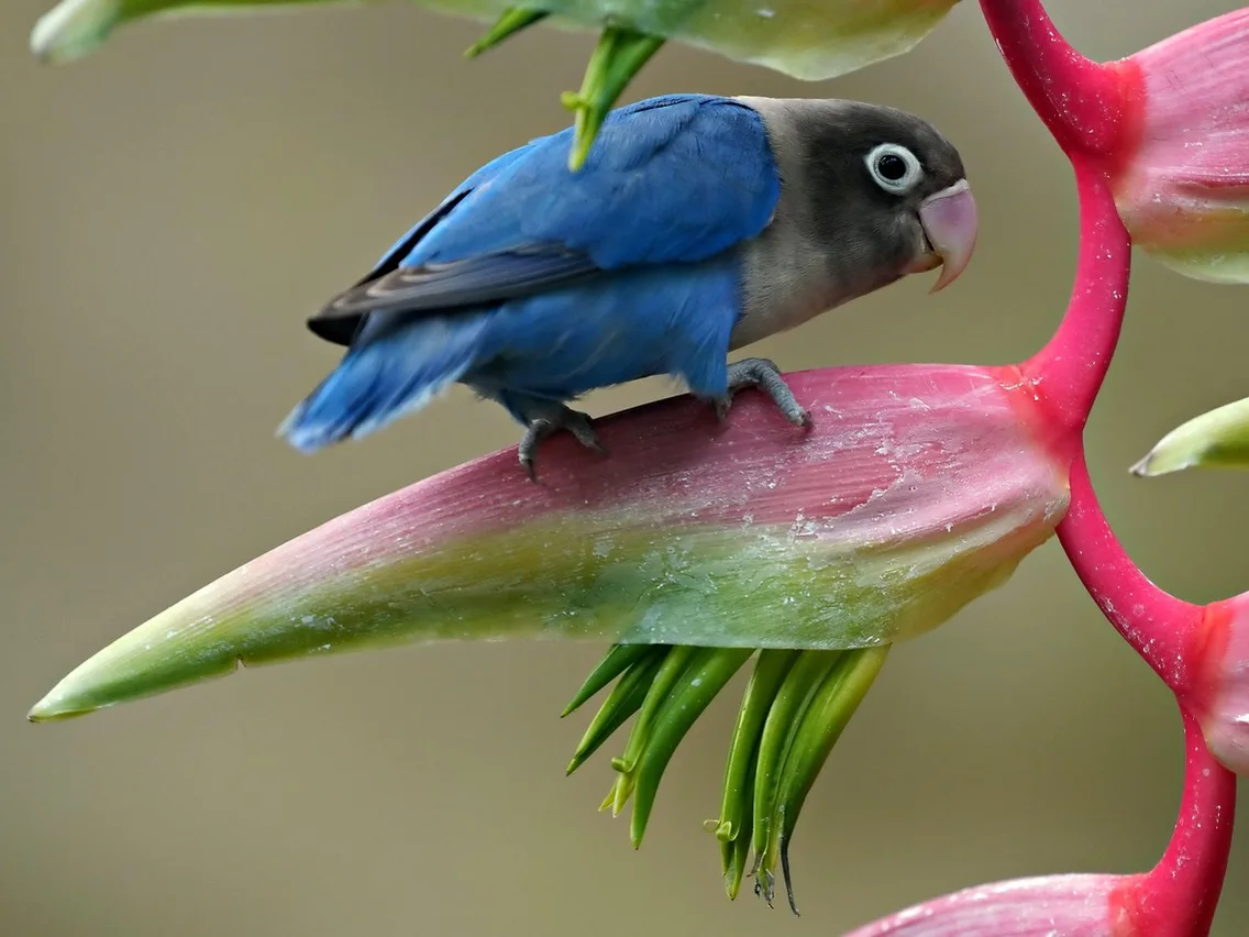 Agapornis-mascarado da mutação azul, com corpo e asas azuis, cabeça escura, anel branco em volta do olho e bico rosado, pousado numa planta de flores vermelhas e verdes