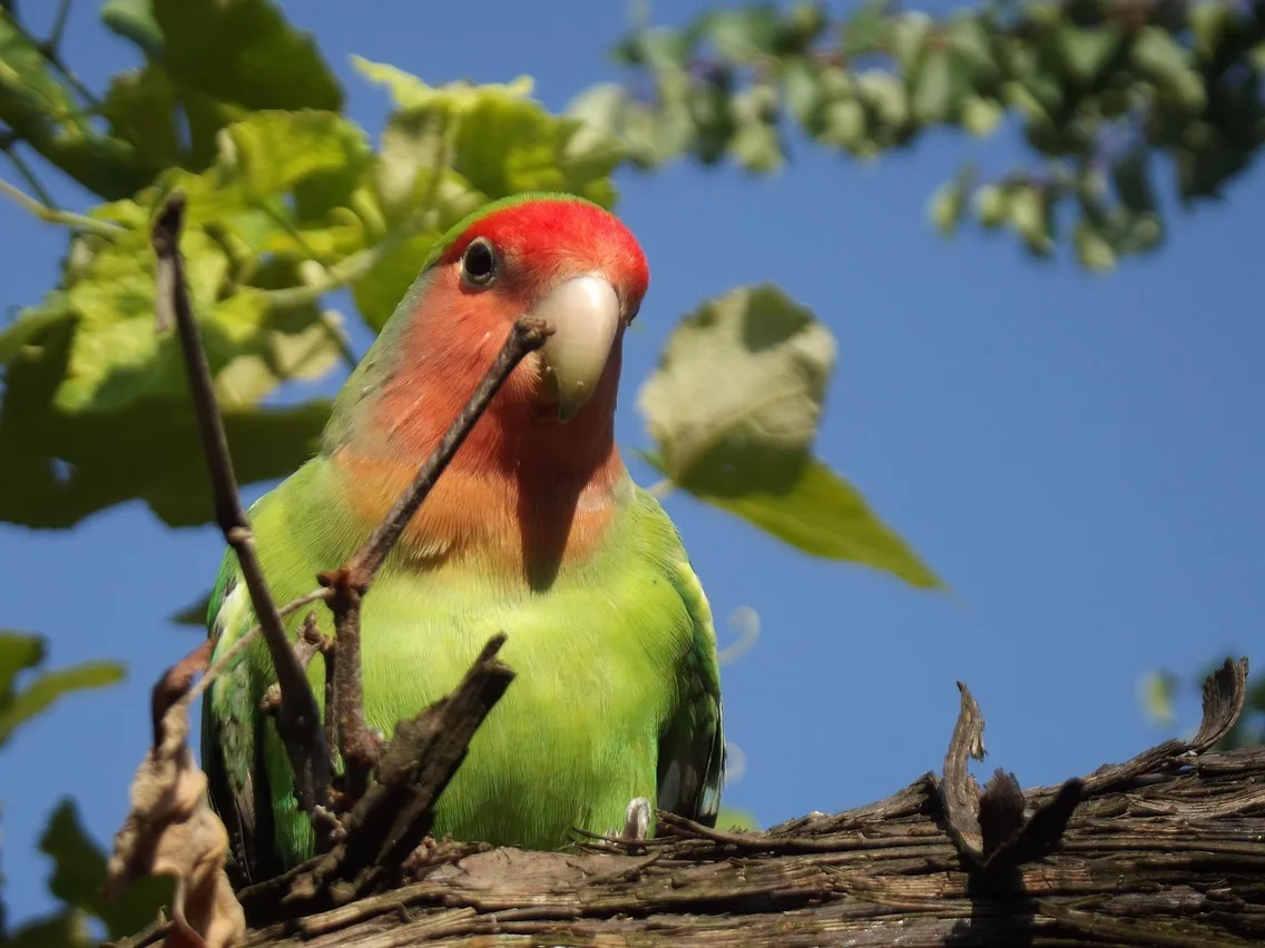 Agapornis-de-face-rosada verde, de testa vermelha, rosto e garganta alaranjados e bico claro, pousado num galho entre folhas, visto de baixo contra o céu azul