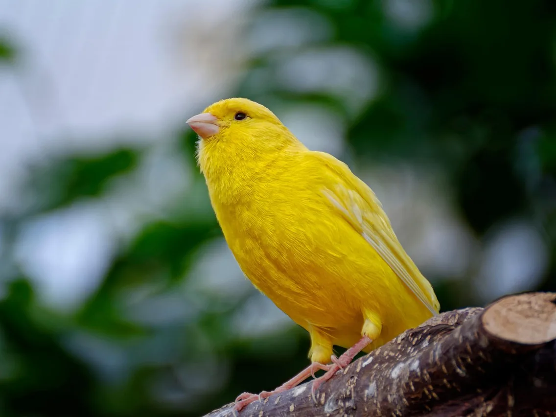 Canário amarelo pousado em um galho