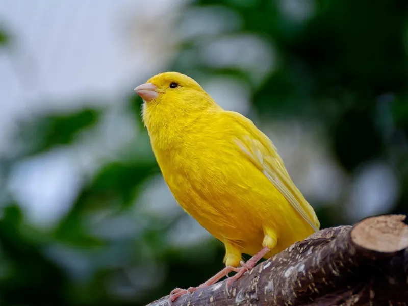 Canário amarelo, todo amarelo, sem riscos escuros