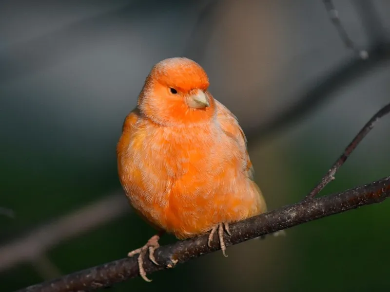 Canário de fator vermelho, laranja-avermelhado
