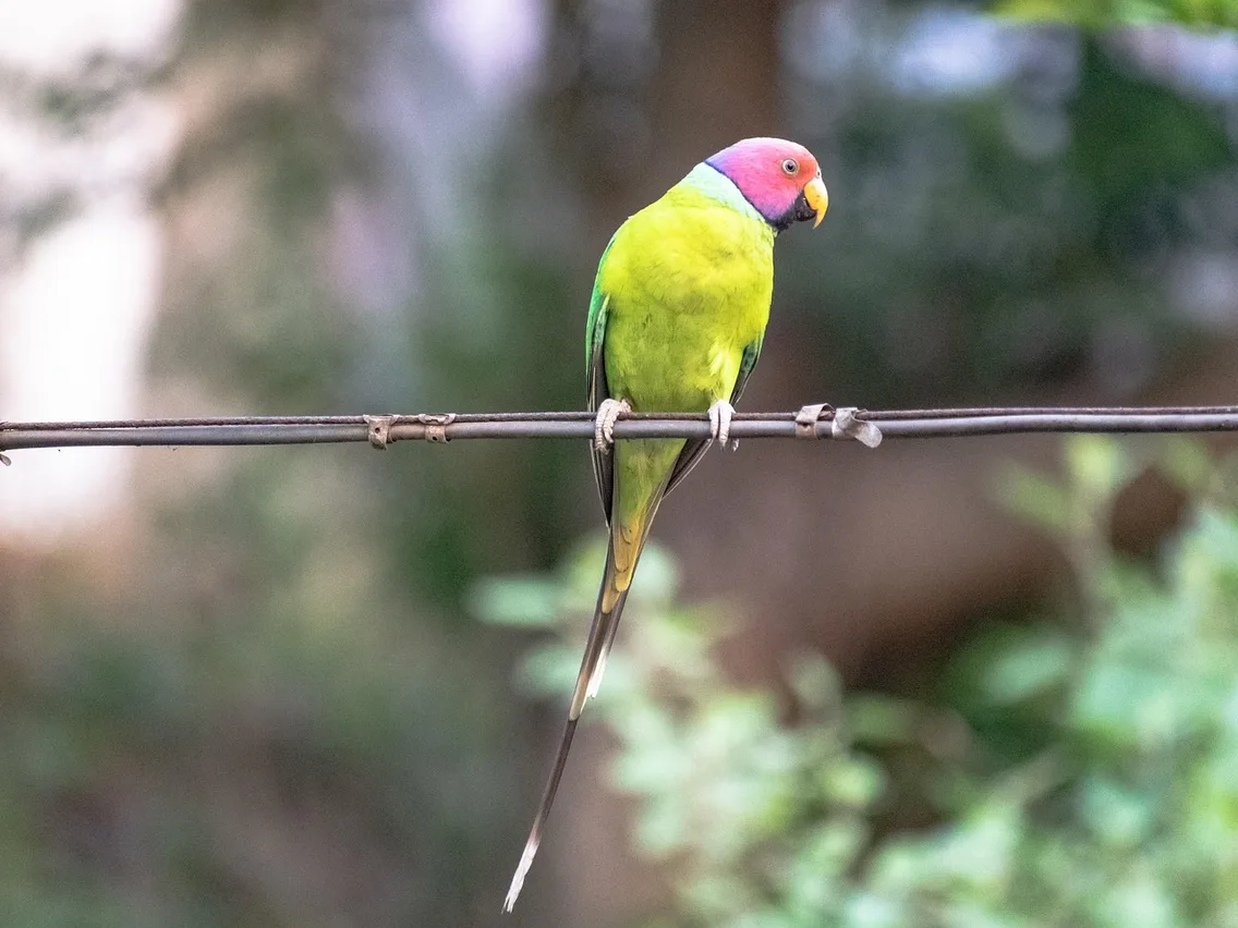 Periquito-cabeça-de-ameixa macho, de corpo verde, cabeça rosa-arroxeada, bico amarelo-alaranjado e cauda longa, pousado num fio de metal com mata desfocada ao fundo