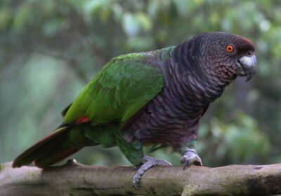 Papagaio Imperial (Amazona imperialis)