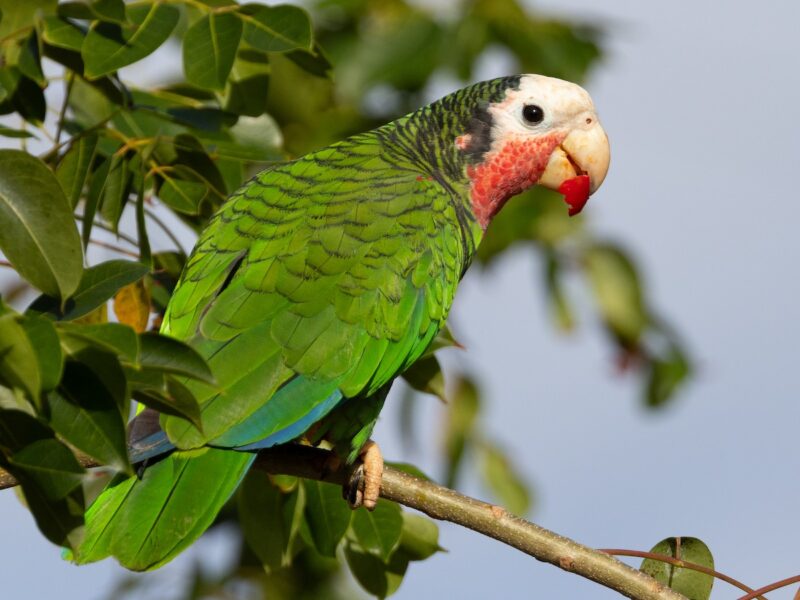 Papagaio Cubano (Amazona leucocephala)