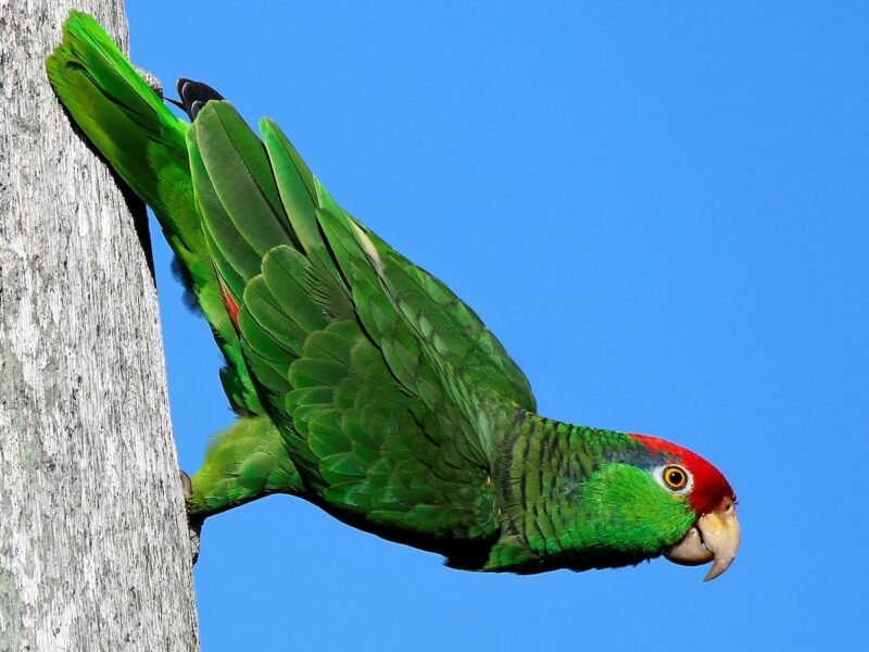 Papagaio da cabeça vermelha (Amazona viridigenalis)