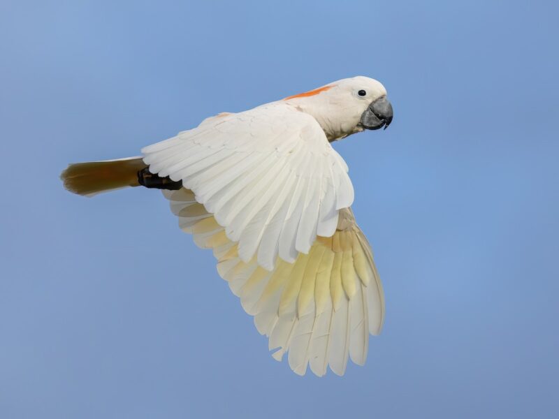 Cacatua Molucena (Cacatua moluccensis)