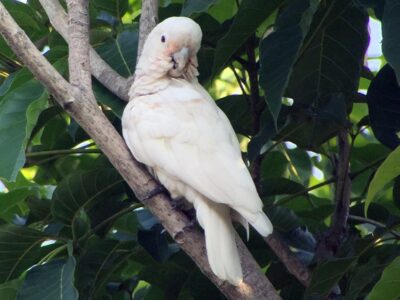 Cacatua Goffiniana (Cacatua goffiniana)