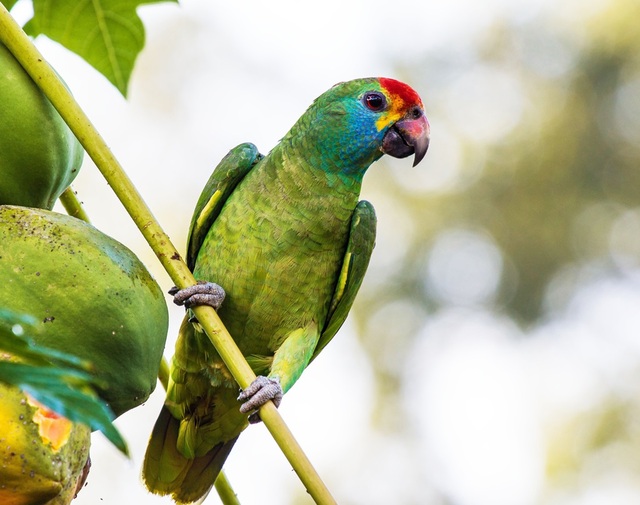 Papagaio Chauá (Amazona rhodocorytha)
