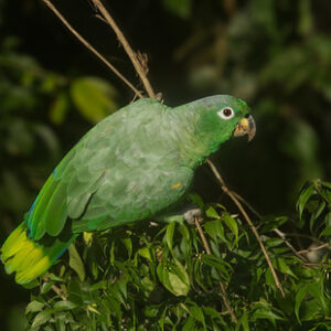 Papagaio Moleiro (Pionus fuscus)