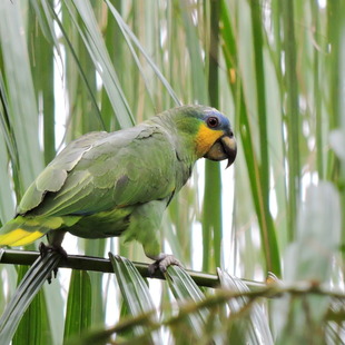 Papagaio do Mangue (Amazona amazonica)