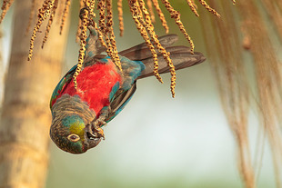 Tiriba Barriga Vermelha (pyrrhura perlata)