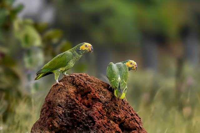 Papagaio Xanthops "Galego" (Alipiopsitta xanthops)