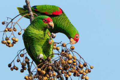 Papagaio Charrão (Amazona pretrei)