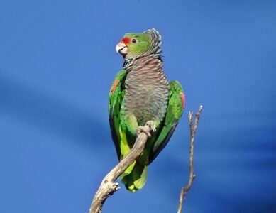Papagaio Peito Roxo (Amazona vinacea)