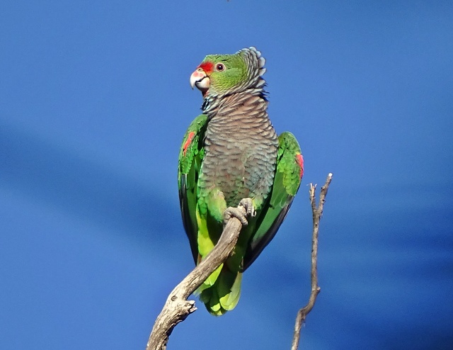 Papagaio Peito Roxo (Amazona vinacea)