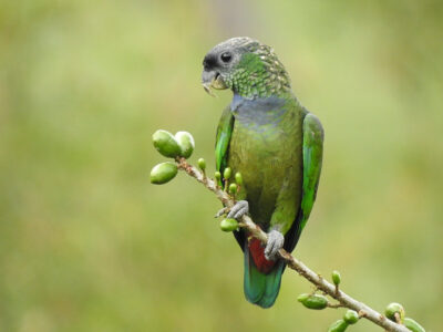 Maitaca Verde (Pionus maximiliani)