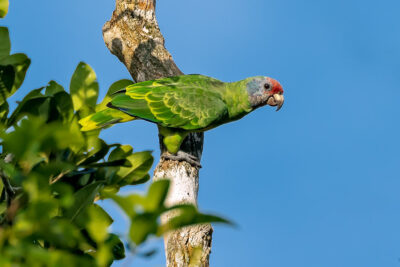 Papagaio de cara roxa (Amazona brasiliensis)