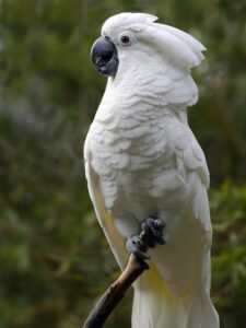 Cacatua Alba (Cacatua alba)