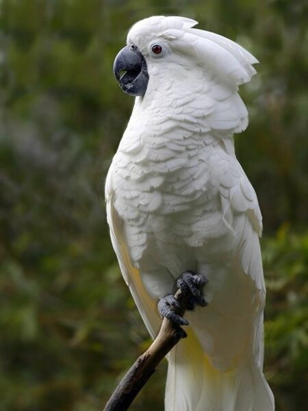 Cacatua Alba (Cacatua alba)