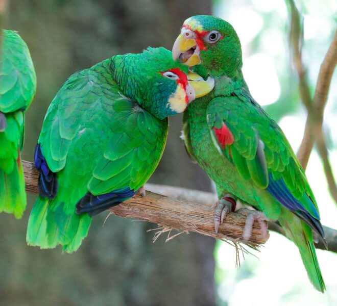 Papagaio Albifrons (Amazona albifrons)