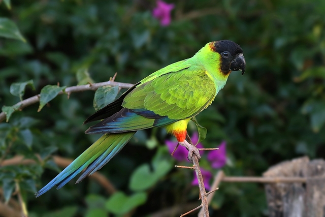 Príncipe Negro (Aratinga Nenday)