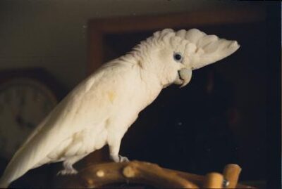 Cacatua Ducorps (Cacatua ducorpsii)