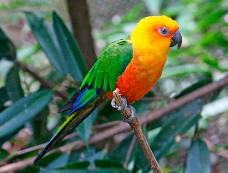 Jandaia Verdadeira (Aratinga Jandaya)