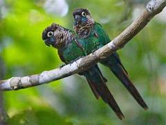 Tiriba Pérola (Pyrrhura Lepida)