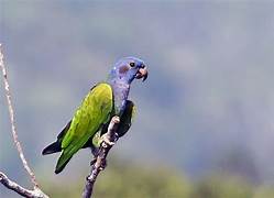 Maitaca Cabeça Azul (pionus menstruus)