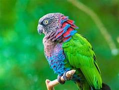 Papagaio Anacã (Deroptyus accipitrinus)