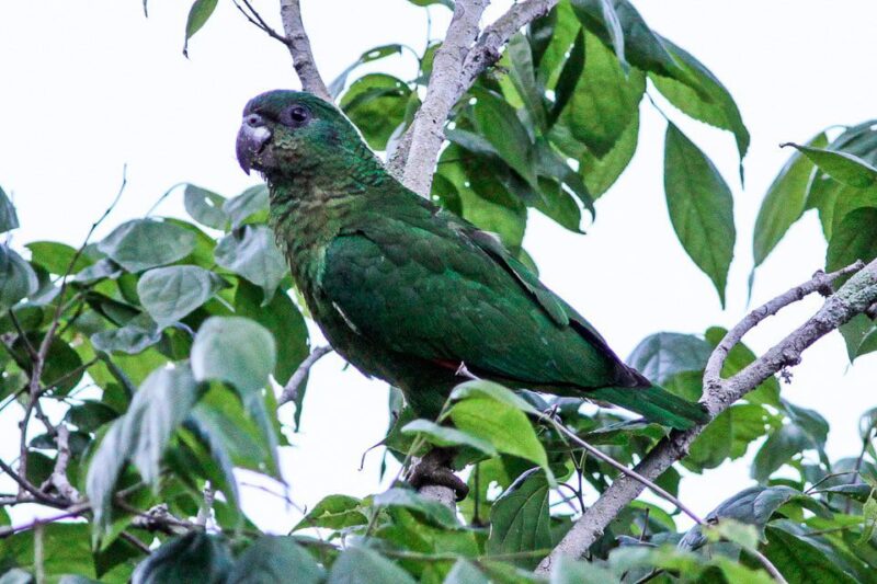 Papagaio Agilis (Amazona agilis)