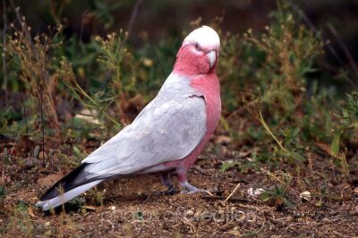 Cacatua galah (Eolophus roseicapilla)