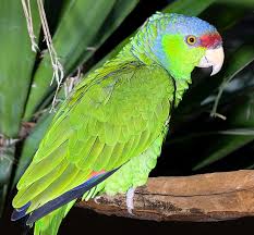 Papagaio Finschi (Amazona finschi)