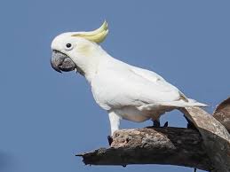 Cacatua Sulfurea/galerita