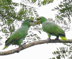 Papagaio dos Garbes (Amazona Kawalli)