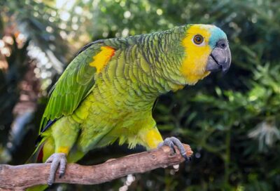 Papagaio Verdadeira (Amazona aestiva)