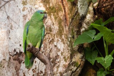 Papagaio da Várzea (Amazona festiva)