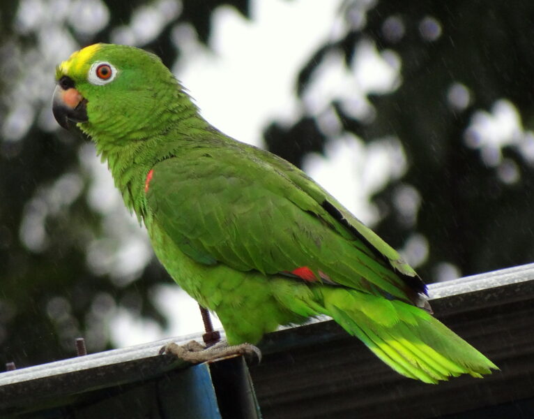 Papagaio de testa Amarela (Amazona ochrocephala)