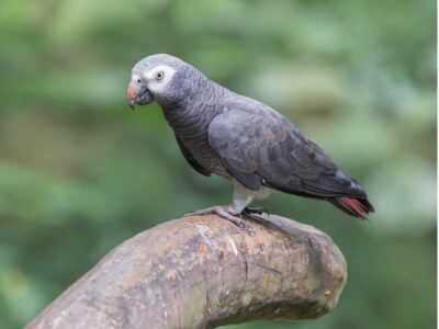 Papagaio Timneh (psittacus timneh)