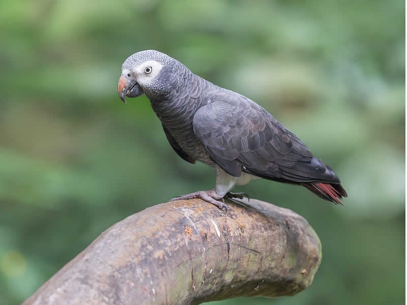 Papagaio Timneh (psittacus timneh)