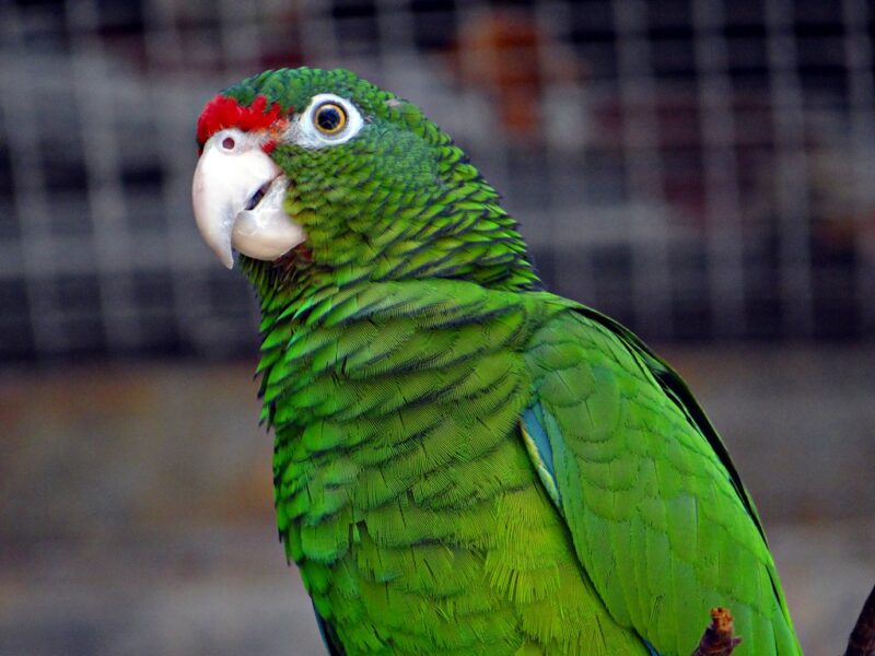Papagaio Vittata (amazona vittata)