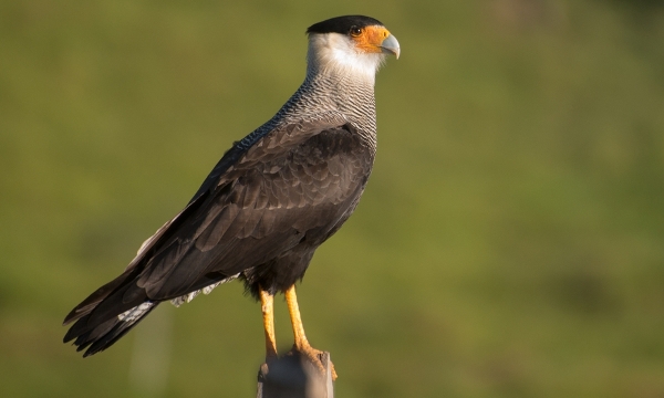 Carcará (Caracara plancus)