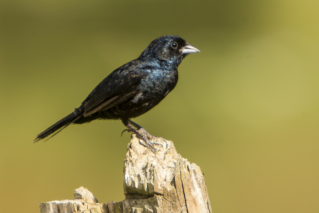 Tiziu (Volatinia jacarina)
