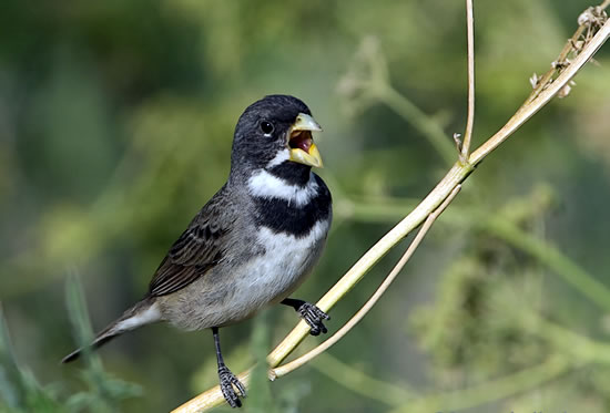 Coleiro (sporophila caerulescens)