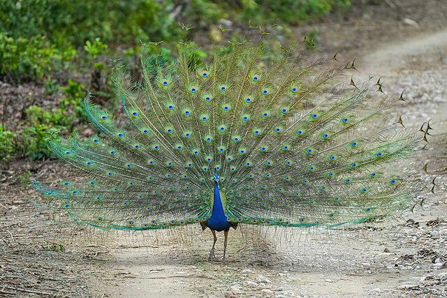 Pavão-Azul (Pavo cristatus)