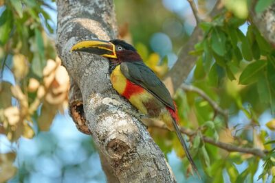 Araçari-Castanho (Pteroglossus castanotis)