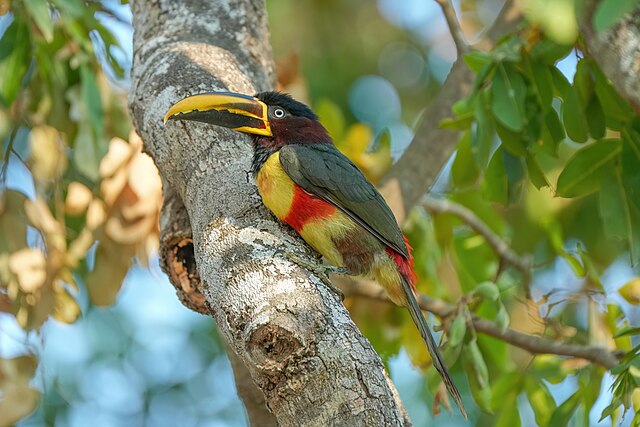 Araçari-Castanho (Pteroglossus castanotis)