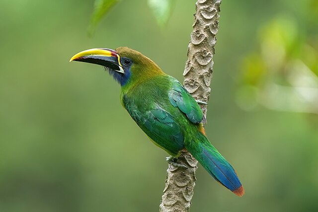 Tucaninho-Verde (Aulacorhynchus prasinus)