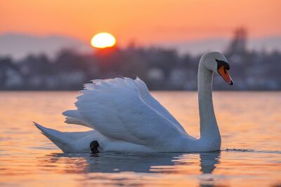 Cisne-Branco / Cisne-Mudo (Cygnus olor)
